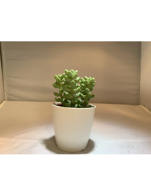 Sedum Morganianum (Burrito)