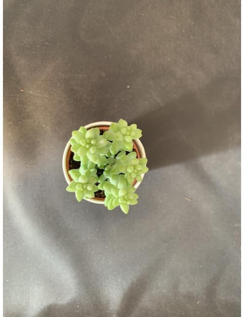 Sedum Morganianum (Burrito)