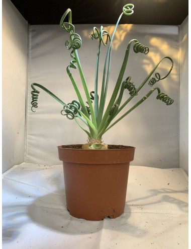 Albuca Spiralis