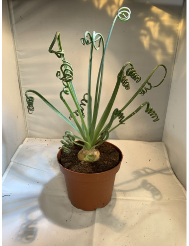 Albuca Spiralis