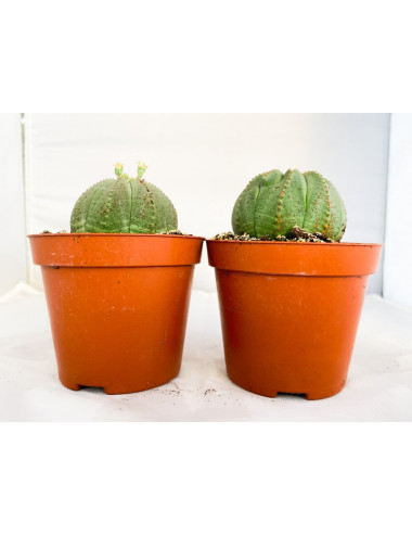 Euphorbia Obesa