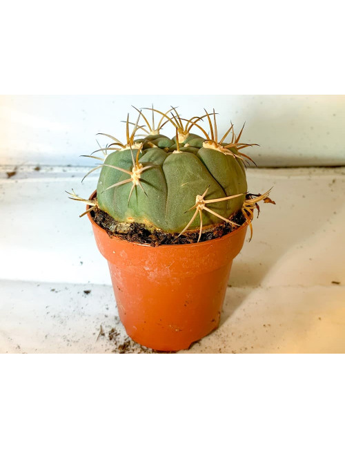 Gymnocalycium Pflanzii