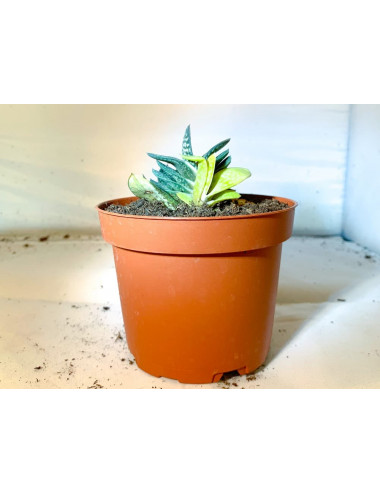 Gasteria Little Warty...