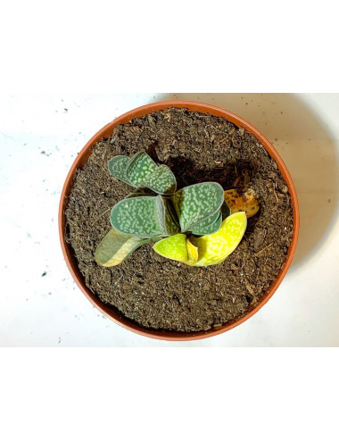 Gasteria Little Warty...