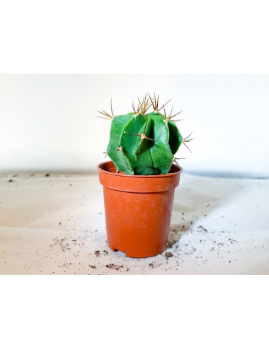 Astrophytum Ornatum SP (no...