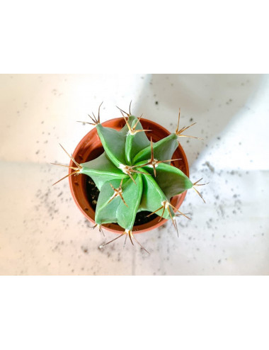 Astrophytum Ornatum SP (no...