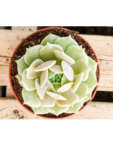 Echeveria Lola