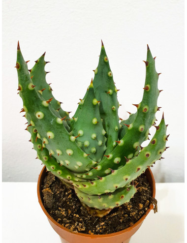 Aloe Marlothii