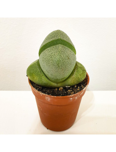 Pleiospilos Nelii