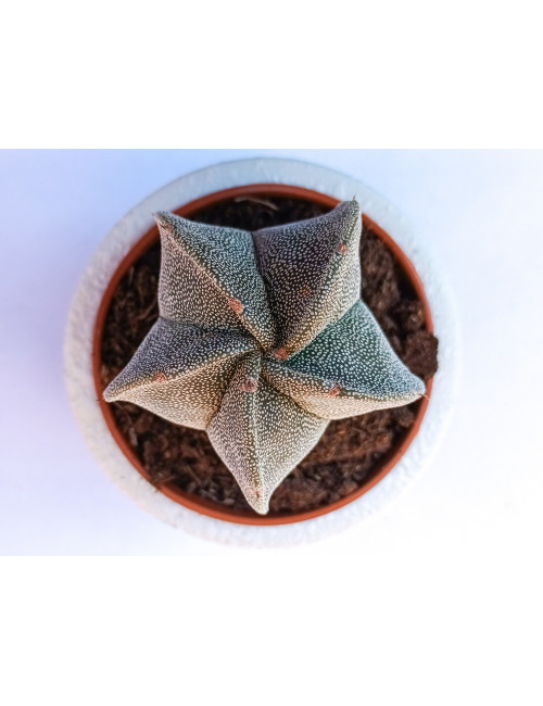 Astrophytum Myriostigma