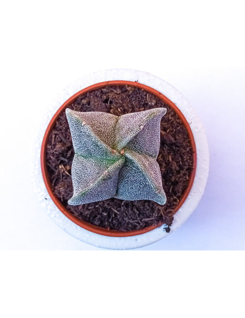 Astrophytum Myriostigma...