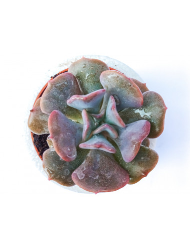 Echeveria Cubic Frost