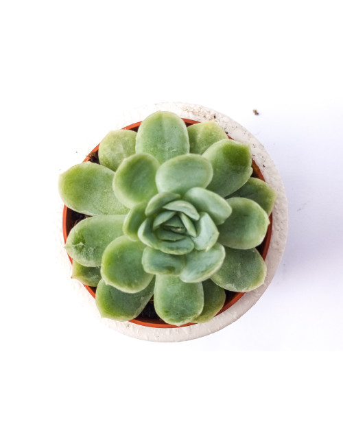 Echeveria Elegans