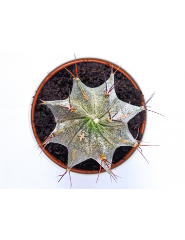 Astrophytum Ornatum