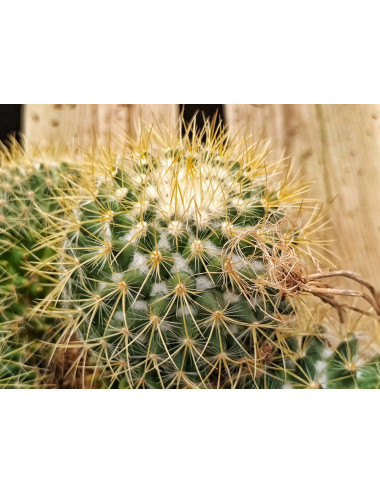 Mammillaria Pringlei Cristata