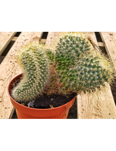 Mammillaria Pringlei Cristata