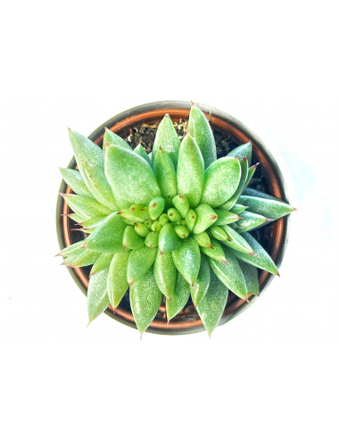 Echeveria Agavoides Cristata