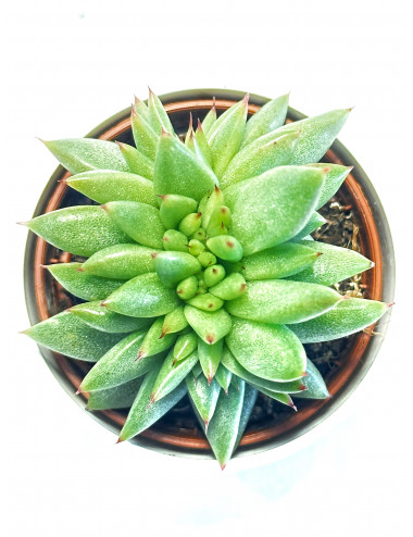 Echeveria Agavoides Cristata