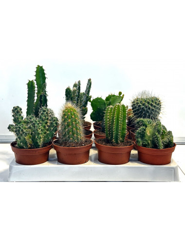 Cactus Mix Tray