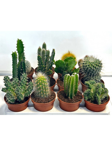 Cactus Mix Tray