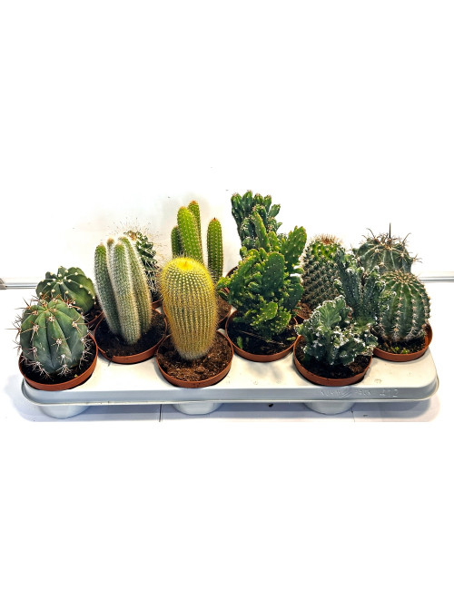 Cactus Mix Tray Ø10,5cm